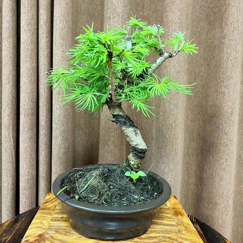 矮化黄金枫红舞姬枫树盆景u老桩出猩猩红枫粗壮金钻罗汉松造型黄
