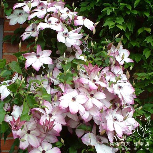 伟伟园艺 铁线莲大苗F16盆栽 1C加仑攀援花卉花园露台阳台藤本皇