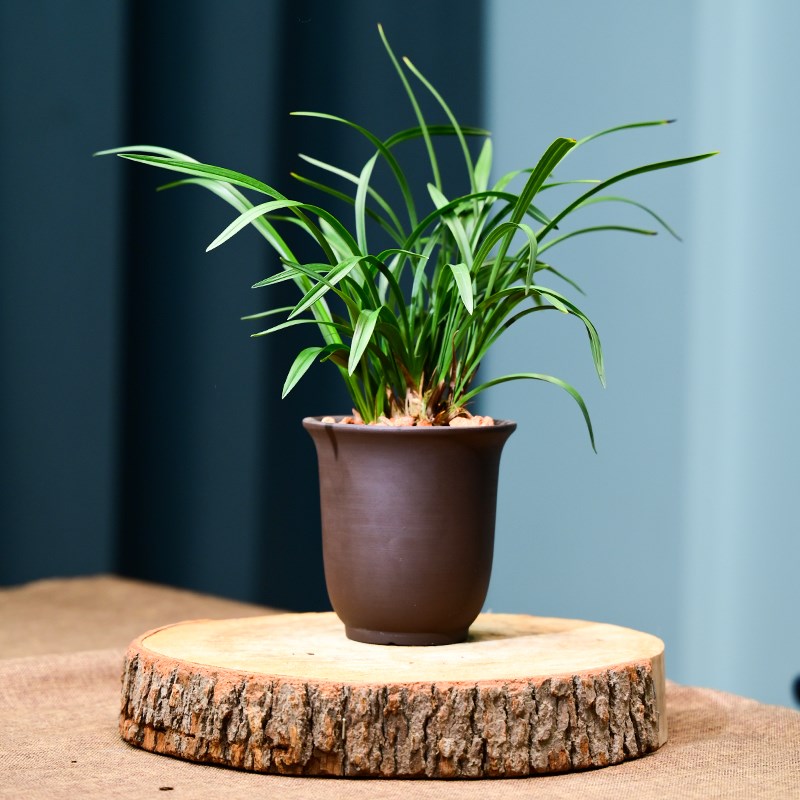 0305宋梅兰花花卉绿植盆栽室内客厅办公茶桌阳Q台卧室浓香不带花