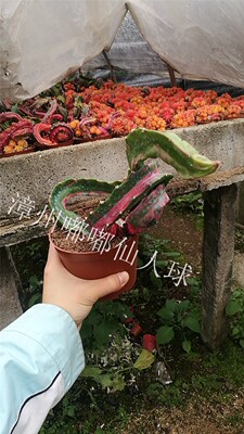 漳州嘟嘟仙人球【龙凤牡丹】稀F有仙人球仙人柱稀有品种