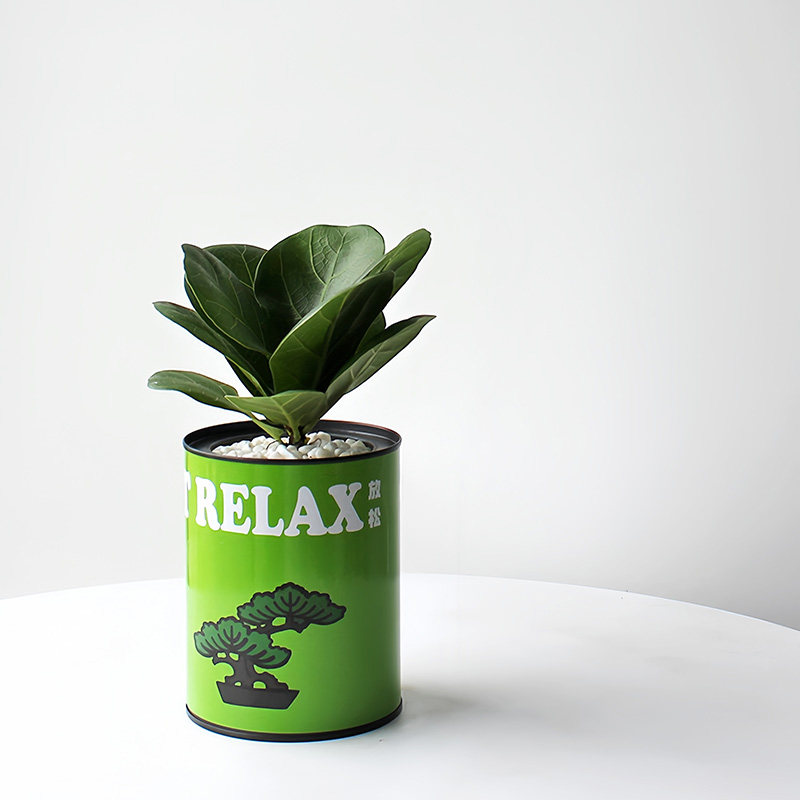 情绪植物 办公室桌面o绿植 室内盆栽 发财树金钱树富贵竹 创意礼,鲜花速递/花卉仿真/绿植园艺,绿植,淘宝优惠券,粉丝福利购,淘宝优惠卷