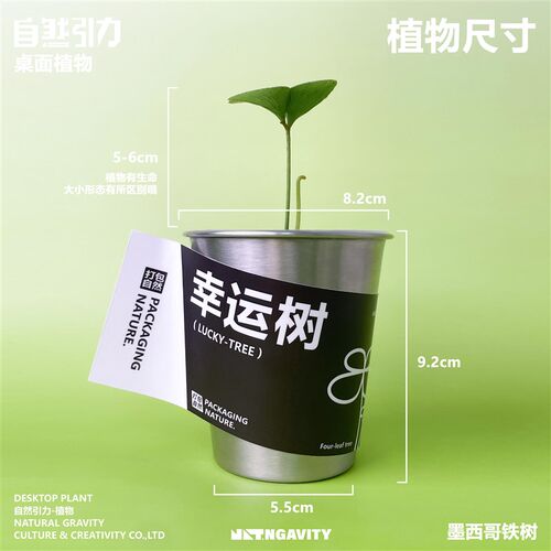 自然引力-幸运树墨西哥幸运草创意F绿植办公室桌面绿植室内好养