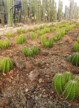 裸花柱 群生仙人柱  室内小盆栽 B庭院 沙生植物 耐干旱 绿色 分