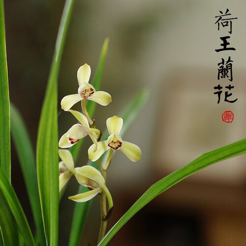 建兰四季兰荷王名品荷瓣浓香型z国兰室内书桌面绿植兰花草带盆花