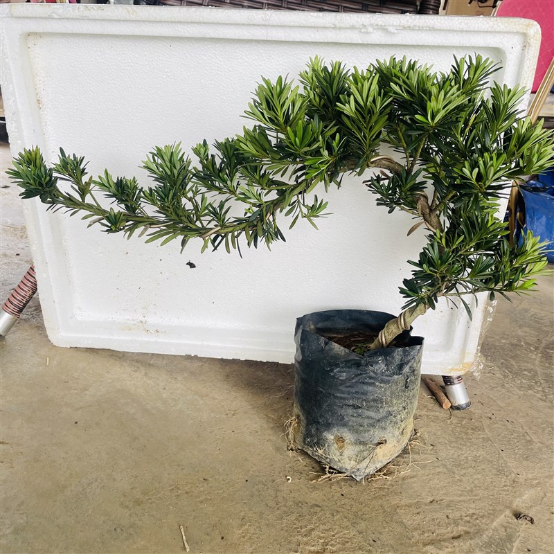 小叶贵妃罗汉松苗四季常绿贵妃z罗汉松悬崖式造型盆景阳台楼顶园