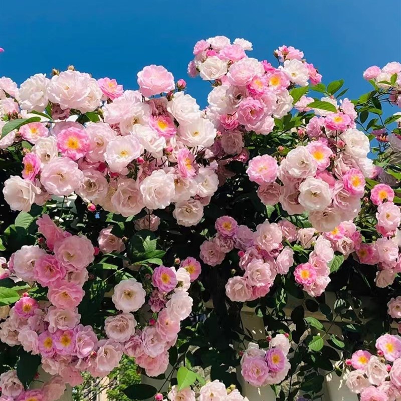 特惠粉木香群舞花苗红白黄木香花F爬藤蔷薇花多头开花庭院花园