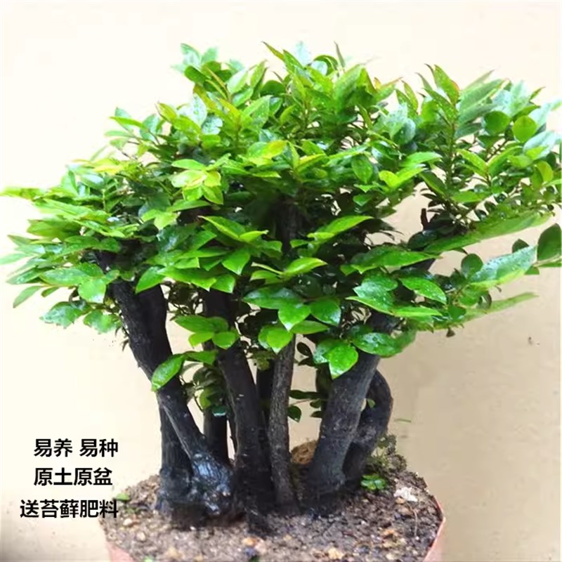 小叶紫檀盆景老桩树桩室内客厅庭院净化空气黑R檀盆栽四季好养绿