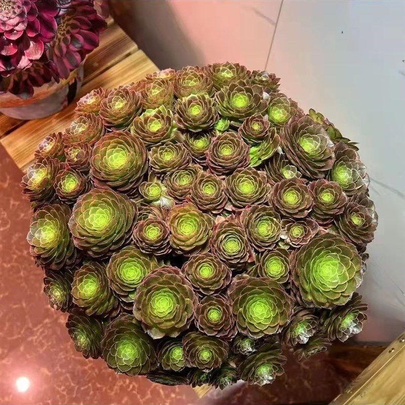 万圣节法师多肉植物红糖心沙w拉碗老桩法师超大手捧花大颗木质老