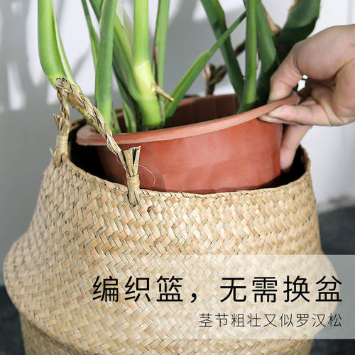 龟背竹大型盆栽绿植室p内客厅办公室清新空气四季常青大叶水培植