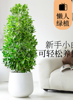 非洲茉莉绿植办公室内大型落地式盆栽乔迁新居开业送W礼公司真植