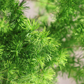 蓬莱松鲜花新鲜真花o花卉绿色植物鲜切枝室内家居水养插花艺 包邮