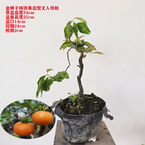 金弹子造型小老桩微盆景阳台易养一D物一拍包邮办公室盆景品种葫