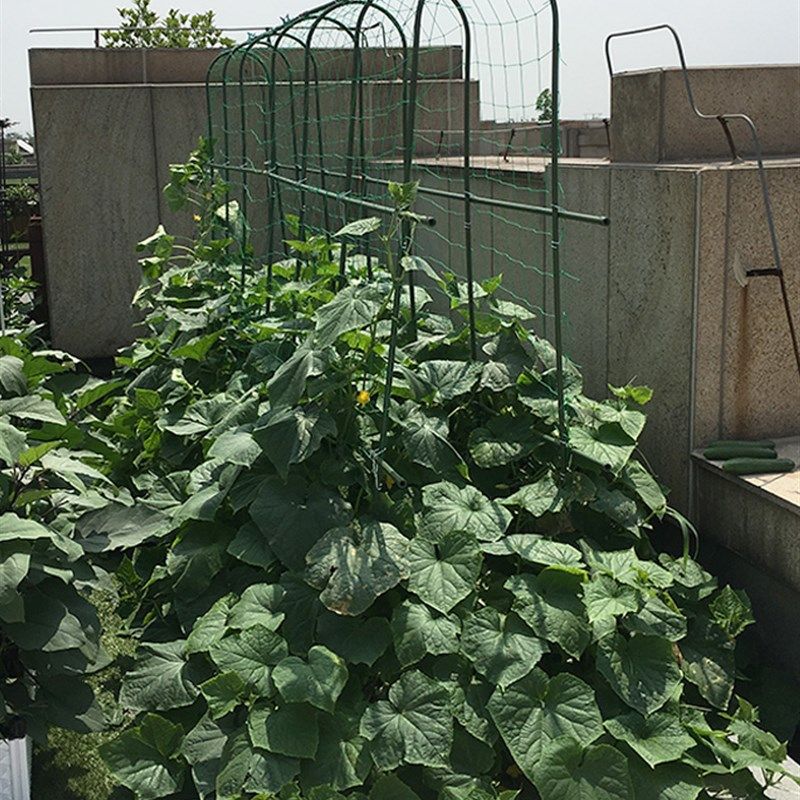 菜园爬藤架黄瓜豆角支架种菜搭架B支撑杆攀爬网架芸豆四季豆固定,鲜花速递/花卉仿真/绿植园艺,花架,淘宝优惠券,粉丝福利购,淘宝优惠卷