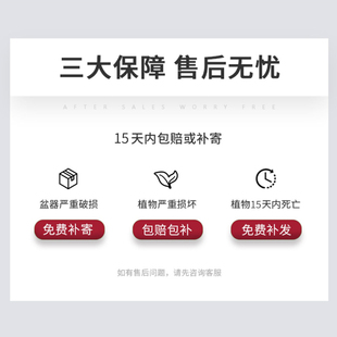 富贵竹黄金葛盆栽办公室内花卉罗汉松发财树好养桌面T绿植物黄金