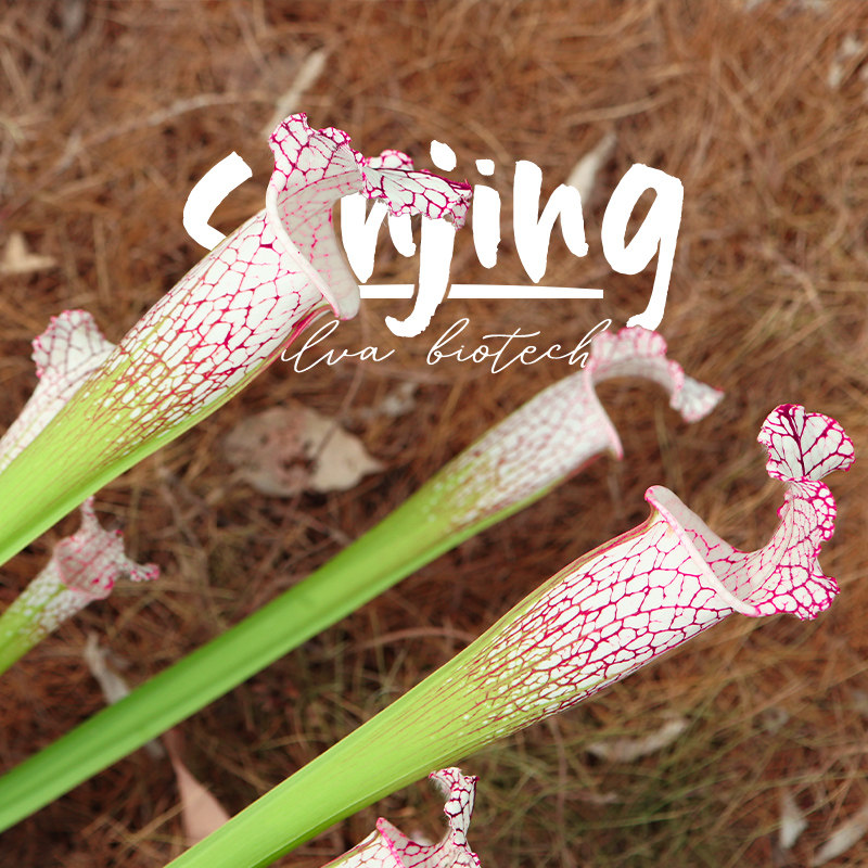 【限量超值大植株】大型白瓶子草/C阿巴拉契科拉国家公园食虫植物