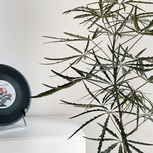 植物私生活 孔雀木齿锯叶 韩国风insJ客厅阳台落地观叶植物盆栽