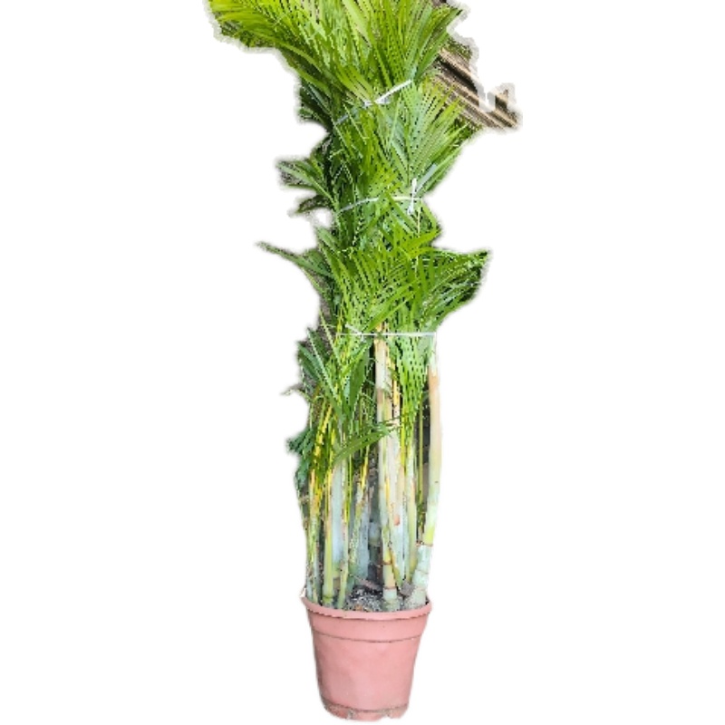 散尾葵老桩凤尾竹基地直销室内客厅庭院绿植盆栽吸X甲醛净化客气