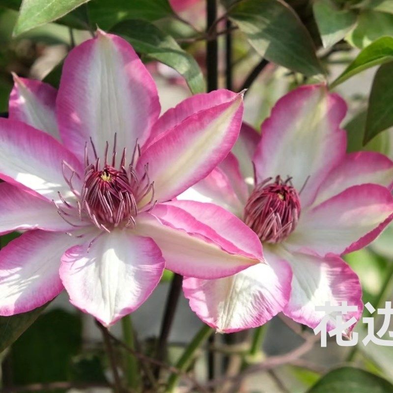 铁线莲品种大苗总汇乌托邦翠鸟琉璃花边石竹o阳台庭院爬藤植物盆