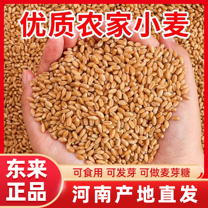 胖东来小麦粒麦粒优质米草籽猫草2025食用磨面颗粒发芽榨汁麦芽糖