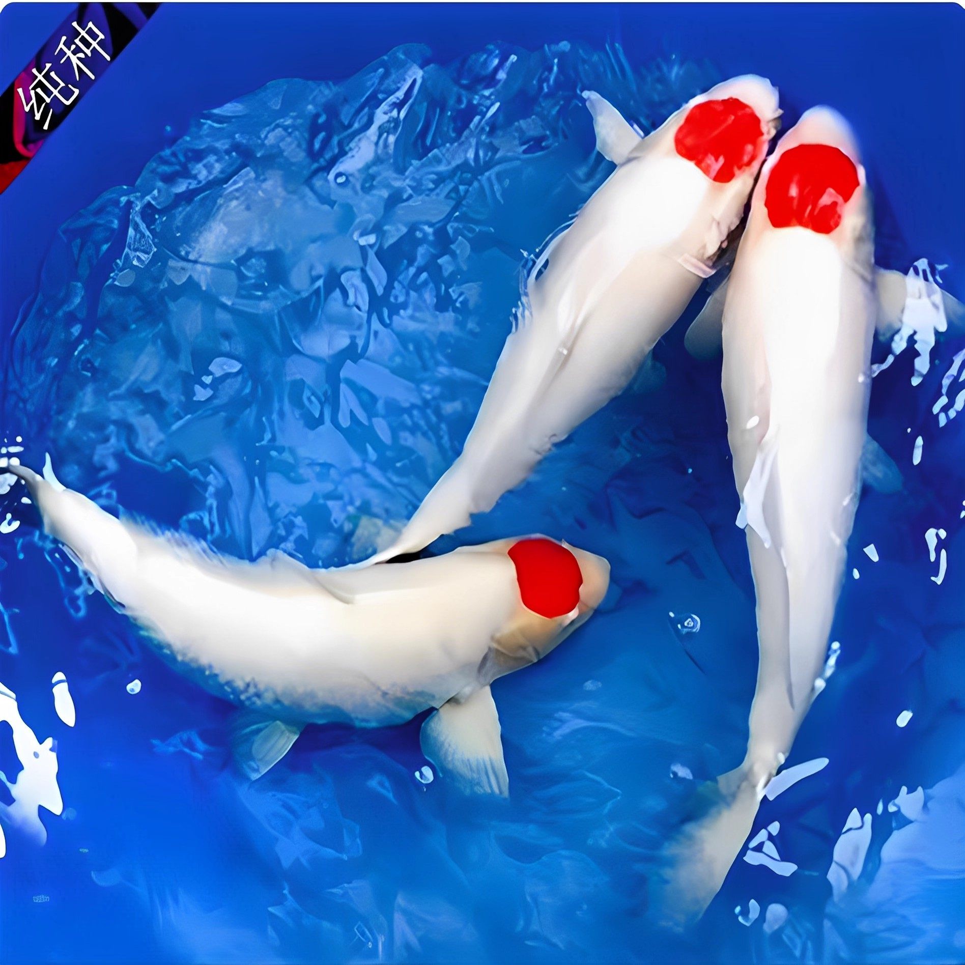 纯种丹顶锦鲤活体日系精品转运鱼丹顶鸿运当头一点红招财观赏鱼苗,宠物/宠物食品及用品,鱼,淘宝优惠券,粉丝福利购,淘宝优惠卷