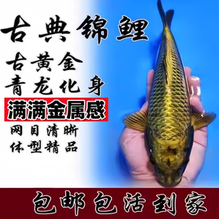 锦鲤纯种精品古黄金活鱼淡水冷水风水招财观赏鱼古典青龙金属古铜