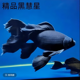 精选纯种黑彗星蝴蝶鲤 黑色纯黑冷水鱼好养耐活大鳍大尾包邮鱼苗
