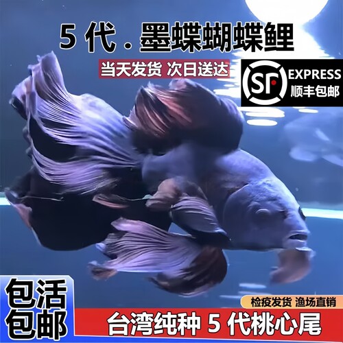 黑彗星蝴蝶鲤淡水鱼球体长尾墨蝶