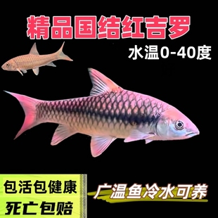 国结红吉罗鱼冷水鱼溪流鱼中国红吉罗新光唇鱼异口蓝吉罗盈江结鱼