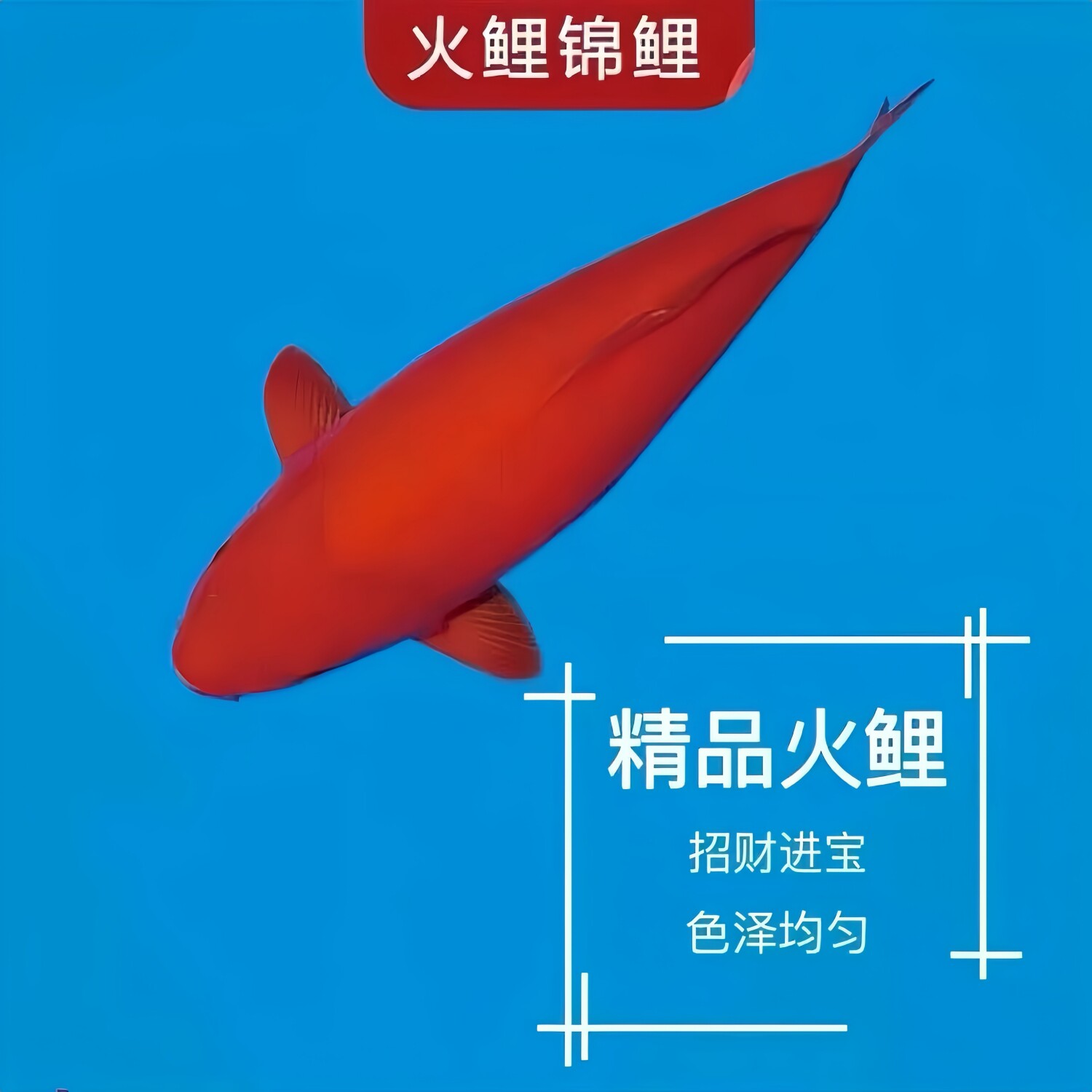日本精品进口红色火鲤耐活纯种鲜艳全红色高端淡水冷水锦鲤观赏鱼