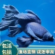 台湾纯种黑彗星蝴蝶鲤观赏鱼冷水精品长短尾黑墨蝶锦鲤自来水可养