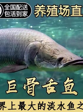 巨骨舌鱼红尾巨骨大型猛鱼淡水鱼