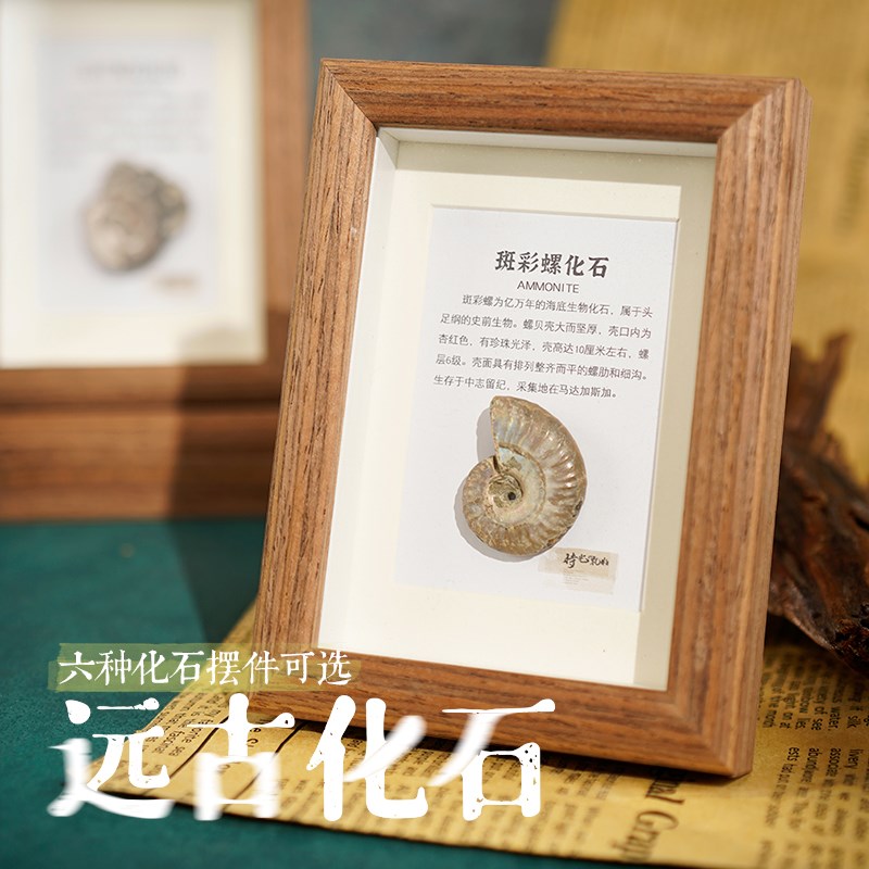 天然化石相框古生物标家居装饰菊石叶虫装饰画创意