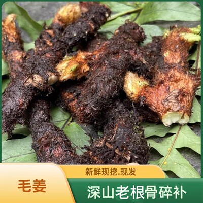纯深山新鲜老根骨碎补毛姜爬岩姜