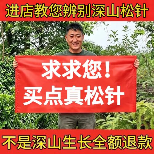 特级松针中药材正品新鲜干货泡水