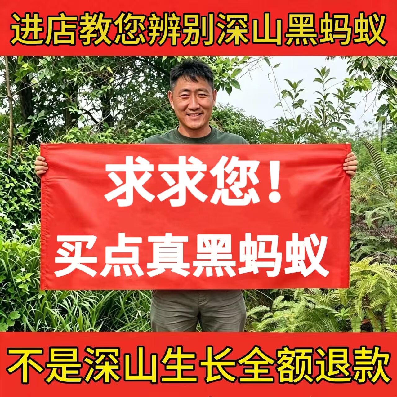 广西横县野大黑蚂蚁干新货无硫熏拟黑多刺蚁生黑蚂蚁可食用泡酒料