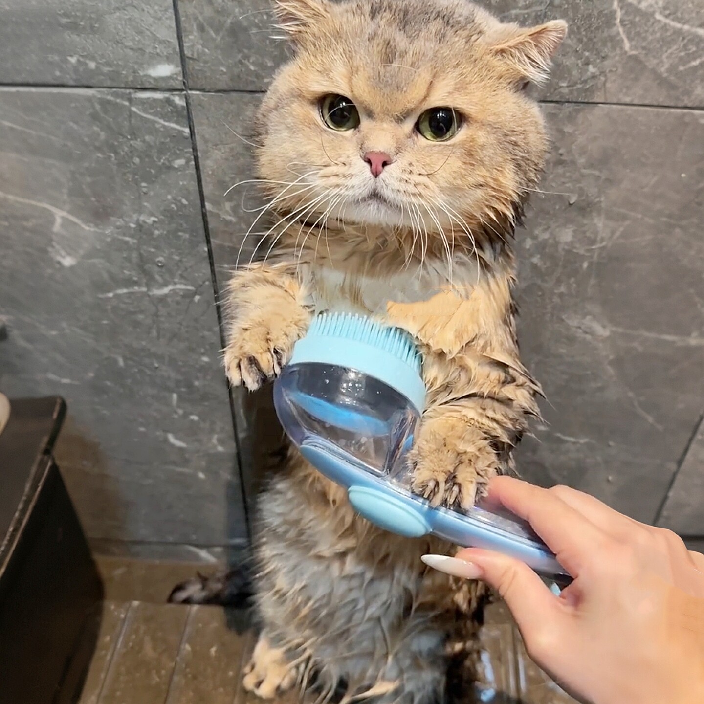 猫狗硅胶起泡洗澡刷按摩刷洗发刷
