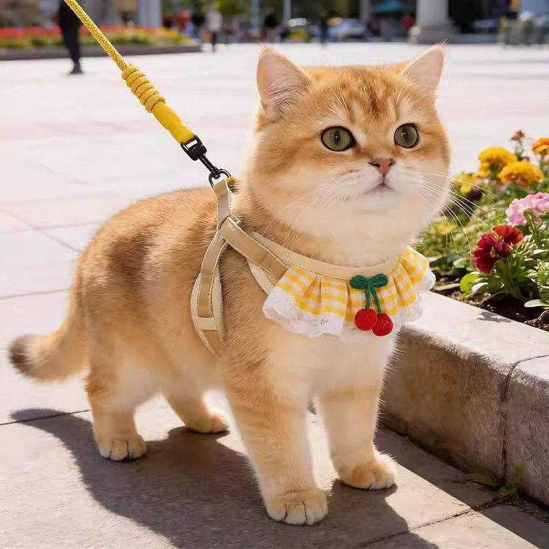 猫牵引绳防挣脱口水巾狗狗胸背绳图片