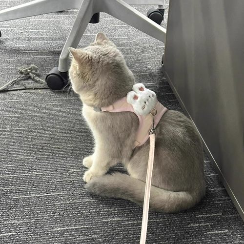 猫咪牵引绳防挣脱外出专用背心式