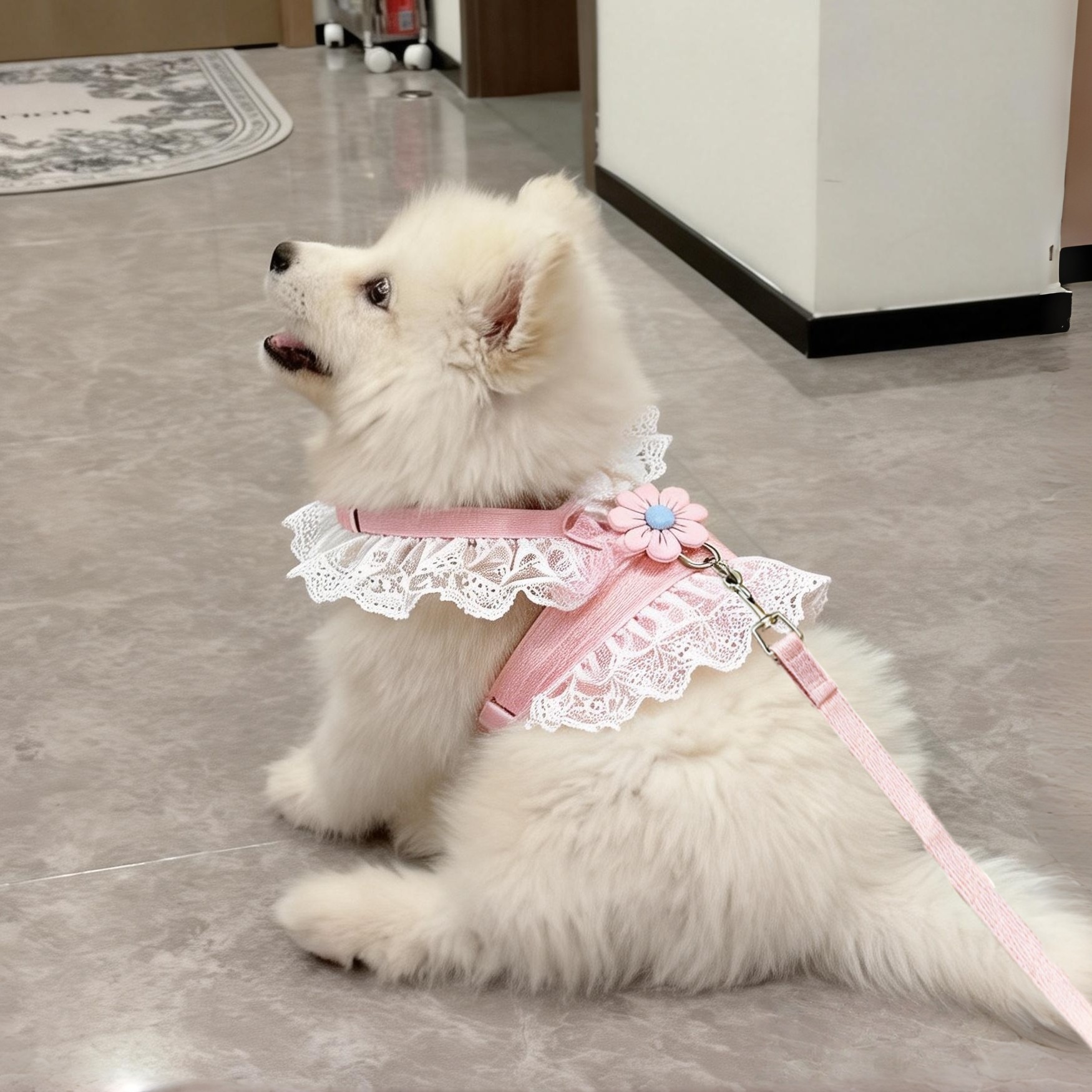 狗狗牵引绳胸背带猫咪背心式博美泰迪比熊遛狗绳小型中型犬狗链子,宠物/宠物食品及用品,猫牵引绳,淘宝优惠券,粉丝福利购,淘宝优惠卷