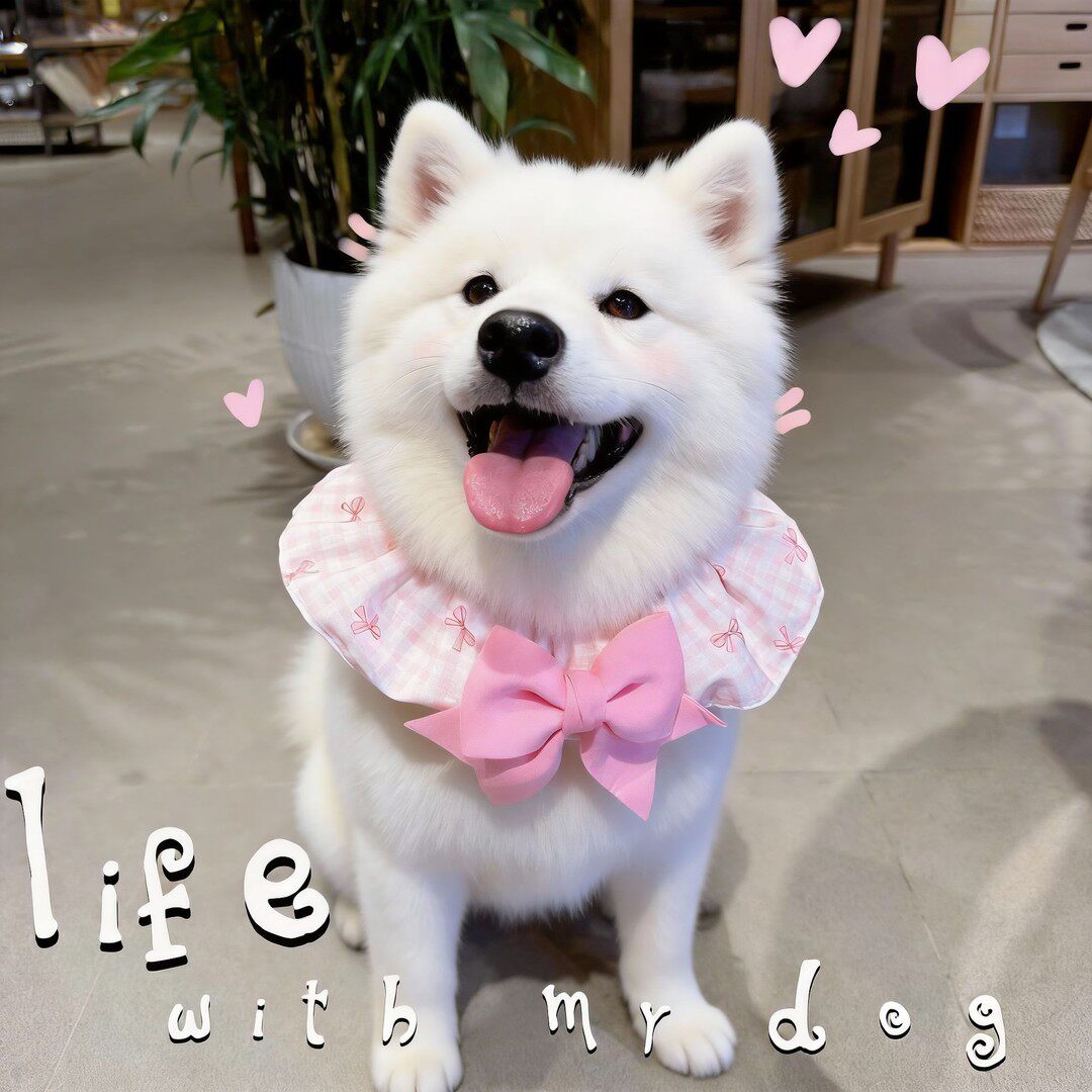 可爱蝴蝶结脖圈可调节狗狗围脖宠物项圈猫咪通用萨摩耶口水巾配饰