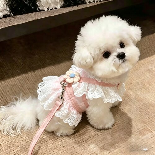 春夏防脱小型犬猫外出牵引绳