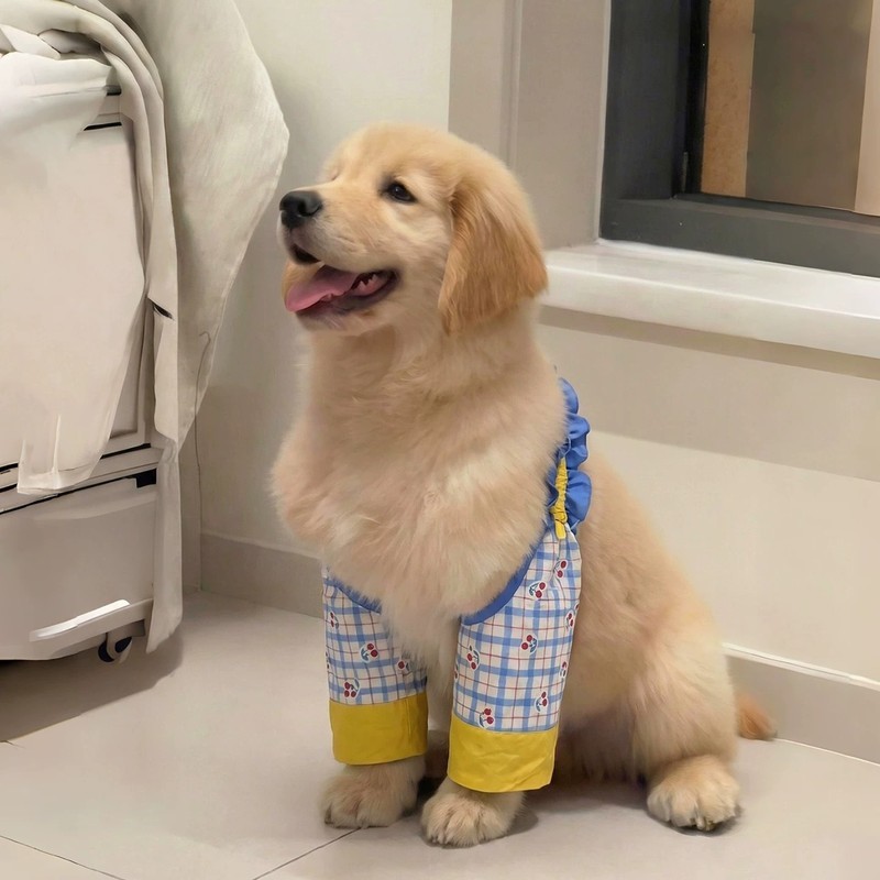 狗狗护肘衣中大型犬前腿金毛防磨