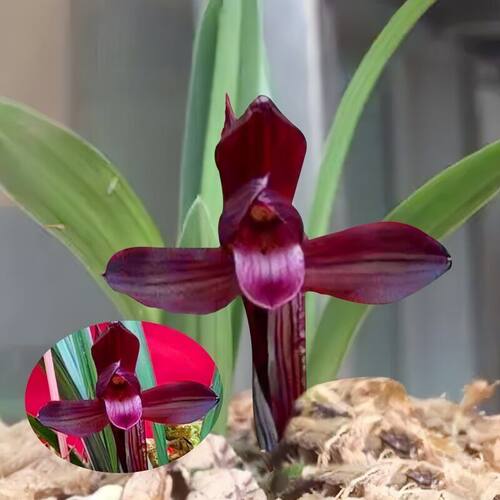 带花苞兰花苗春兰荷瓣色花【天逸红】室内外绿植阳台花卉