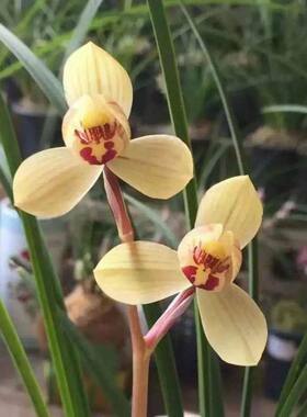 带花苞新品花卉荷瓣春兰色花【龙袍】室内外兰花苗阳台盆栽