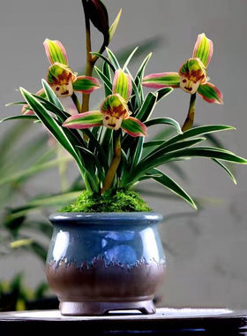 当年开花兰花苗【帝王妃】金边鹤艺矮种线艺好养 建兰浓香型花卉