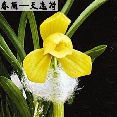 带花苞老种兰花苗浓香春兰