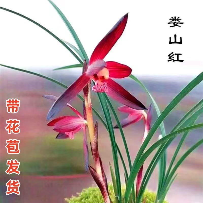 春兰带花苞浓香型铭品