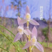 兰花带花苞浓香型花卉 阳台绿植室内外绿植盆栽好养易活 金灿灿