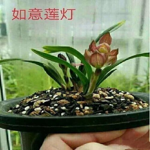 如意莲灯春兰苗带花苞浓香矮种