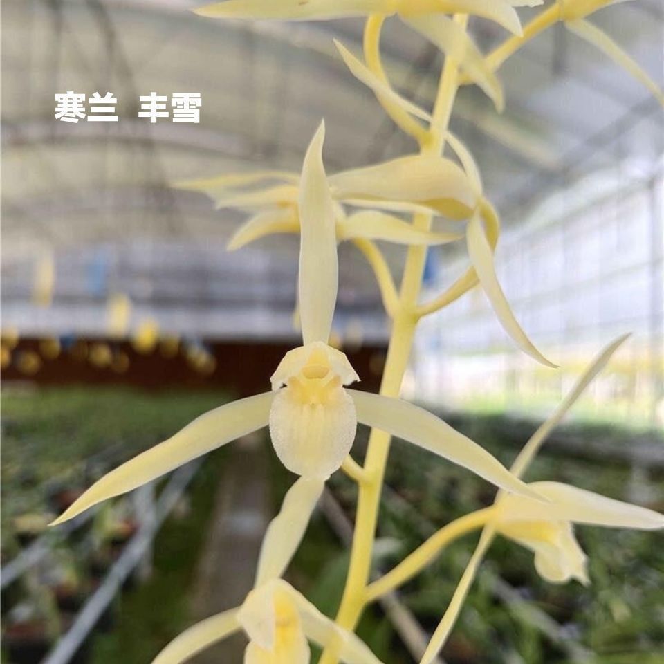 带花苞兰花苗寒兰浓香型素花